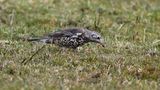 Mistle Thrush