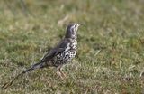 Mistle Thrush