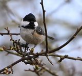 Coal Tit