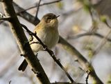 Chiffchaff