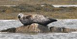 Common Seal