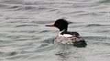 Red-breasted Merganser