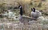 Canada Goose