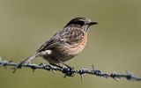 Stonechat