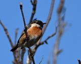 Stonechat