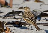 Meadow Pipit