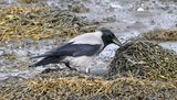 Hooded Crow