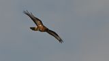 Buzzard