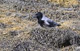 Hooded Crow