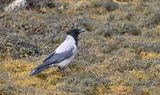Hooded Crow