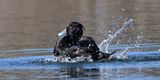 Tufted Duck