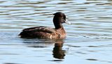 Tufted Duck