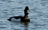 Tufted Duck