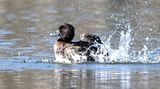 Tufted Duck
