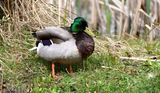 Mallard