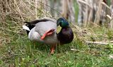 Mallard