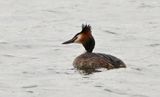 Great Crested Grebe
