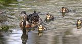 Mallard