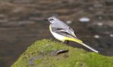 Grey Wagtail
