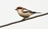 Woodchat Shrike