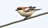 Woodchat Shrike