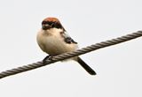 Woodchat Shrike