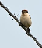 Woodchat Shrike