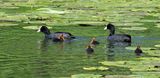Coot