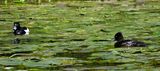 Tufted Duck