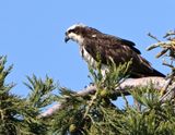 Osprey