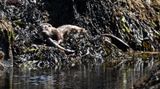Otter