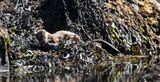 Otter