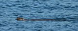 Otter