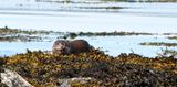 Otter