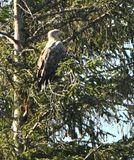 White-tailed Eagle