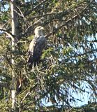 White-tailed Eagle