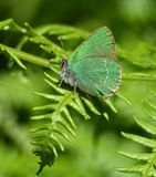 Green Hairstreak
