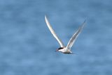 Arctic Tern
