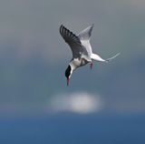 Arctic Tern