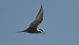 Arctic Tern