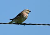 Linnet