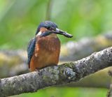 Kingfisher