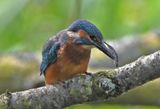 Kingfisher