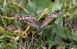 Speckled Wood
