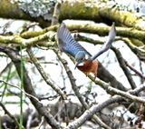 KIngfisher
