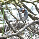 Kingfisher