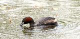 Little Grebe