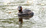 Little Grebe