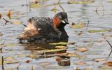 Little Grebe