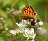 Dark Green Fritillary